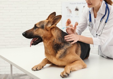 Photo of Professional veterinarian vaccinating German Shepherd dog in clinic