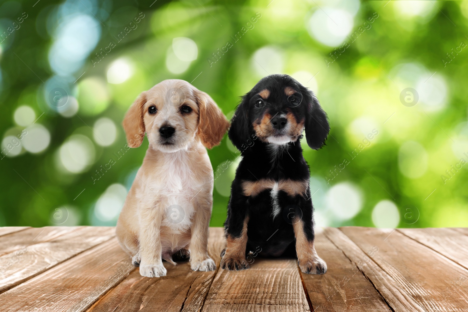 Image of Cute English Cocker Spaniel puppies on wooden surface outdoors, bokeh effect. Adorable pets