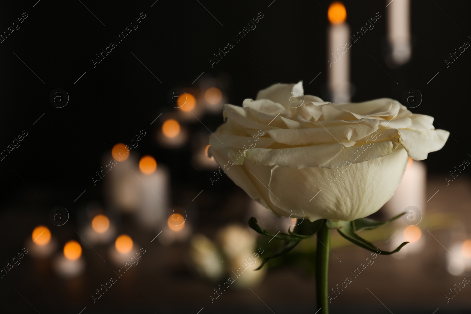 Photo of Beautiful white rose on blurred background. Funeral symbol