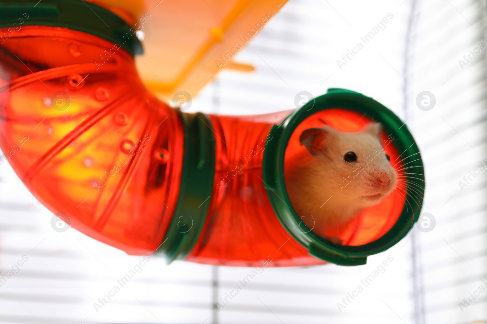 Photo of Cute little fluffy hamster in play house