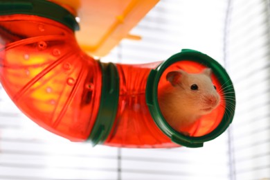 Photo of Cute little fluffy hamster in play house