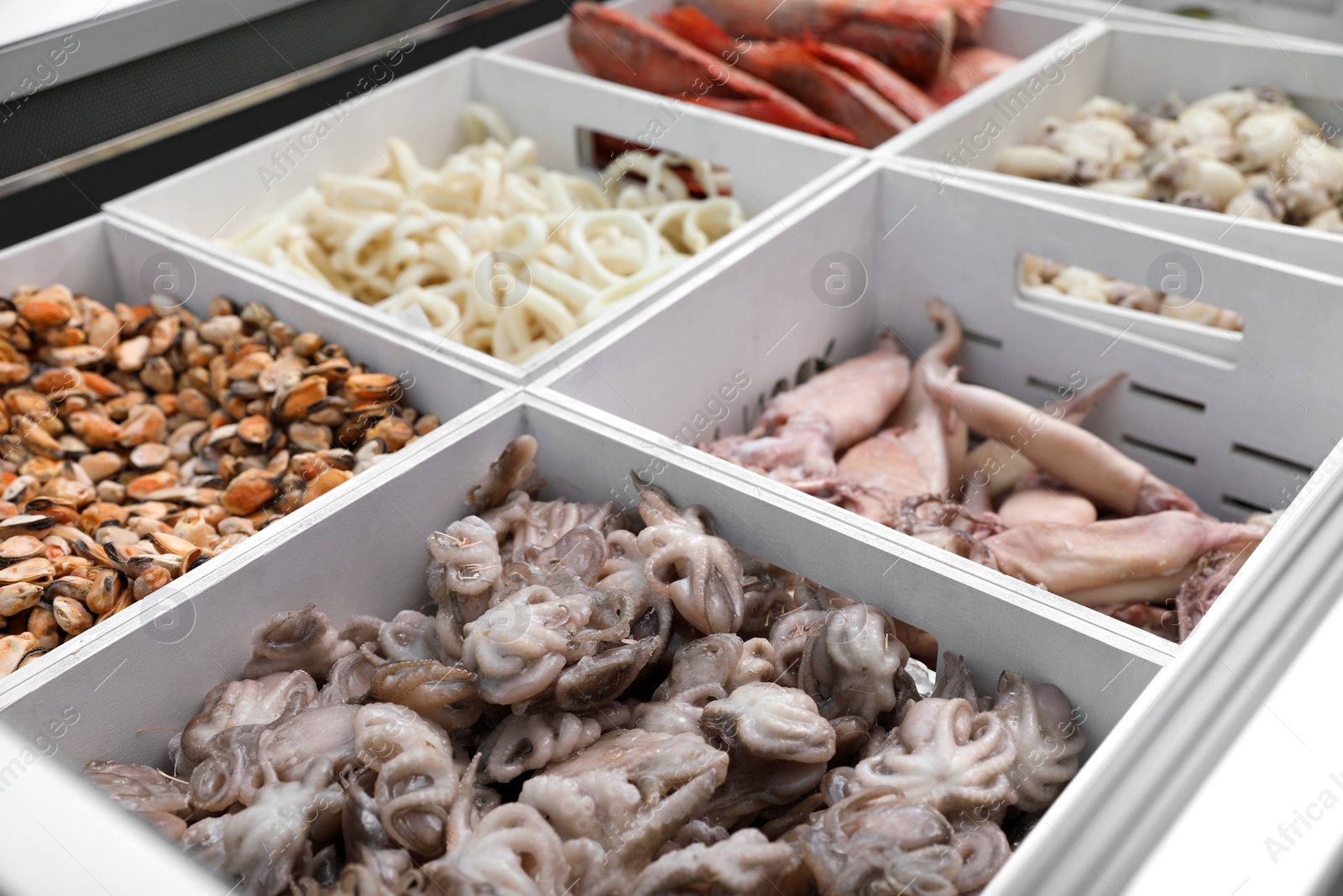 Photo of Different types of seafood on display. Wholesale market