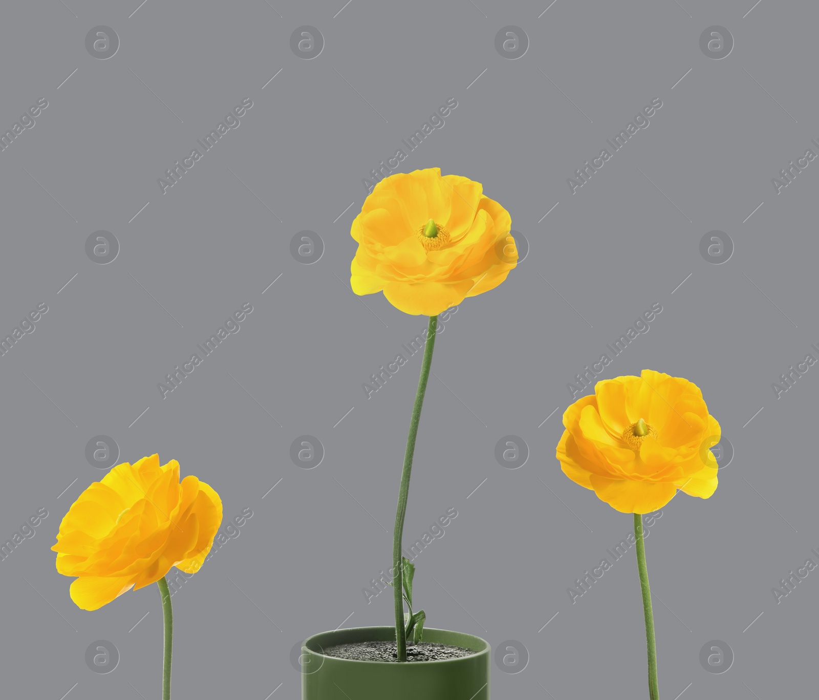 Image of Color of the year 2021. Beautiful yellow ranunculus flowers on grey background