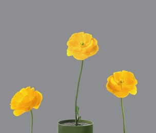 Color of the year 2021. Beautiful yellow ranunculus flowers on grey background