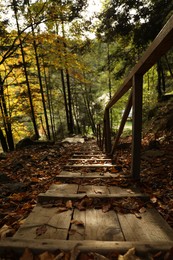 Picturesque view of wooden steps in beautiful forest on autumn day