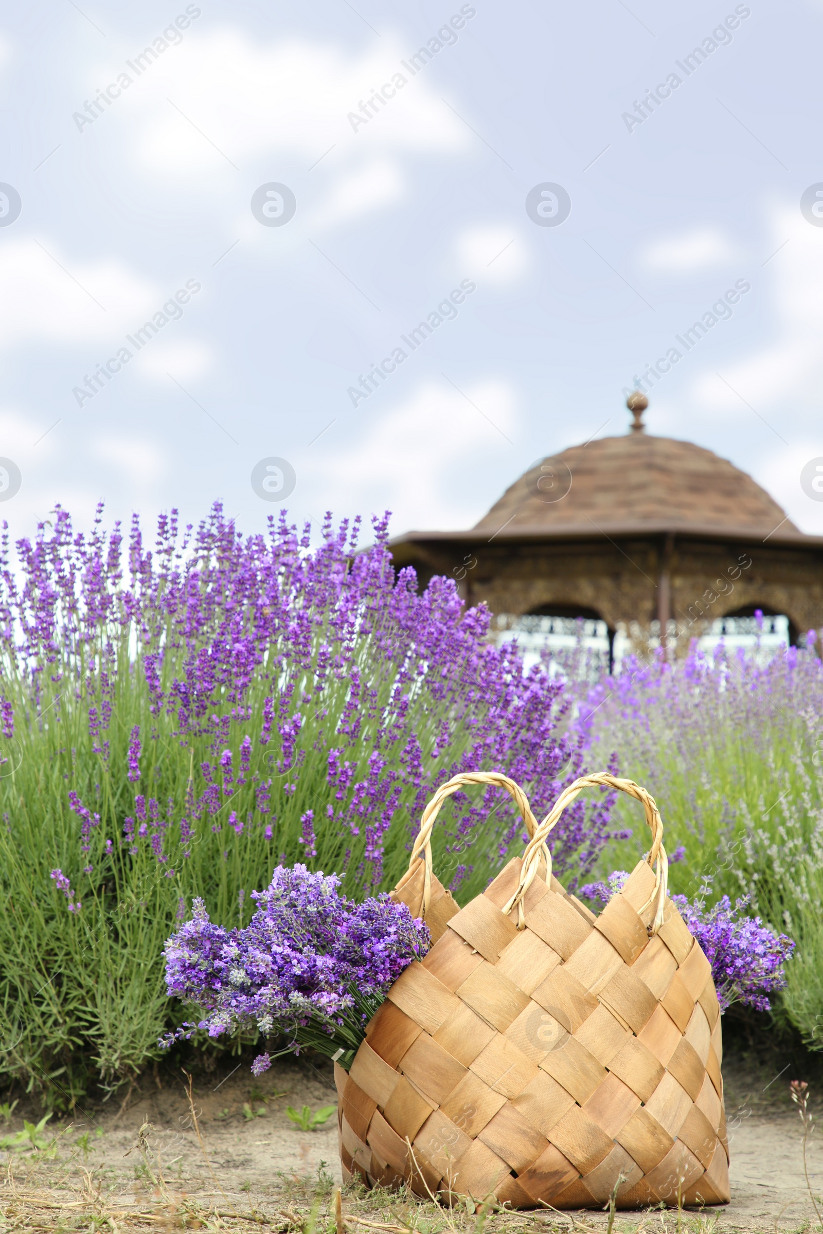 Photo of Wicker bag with beautiful lavender flowers near bushes outdoors