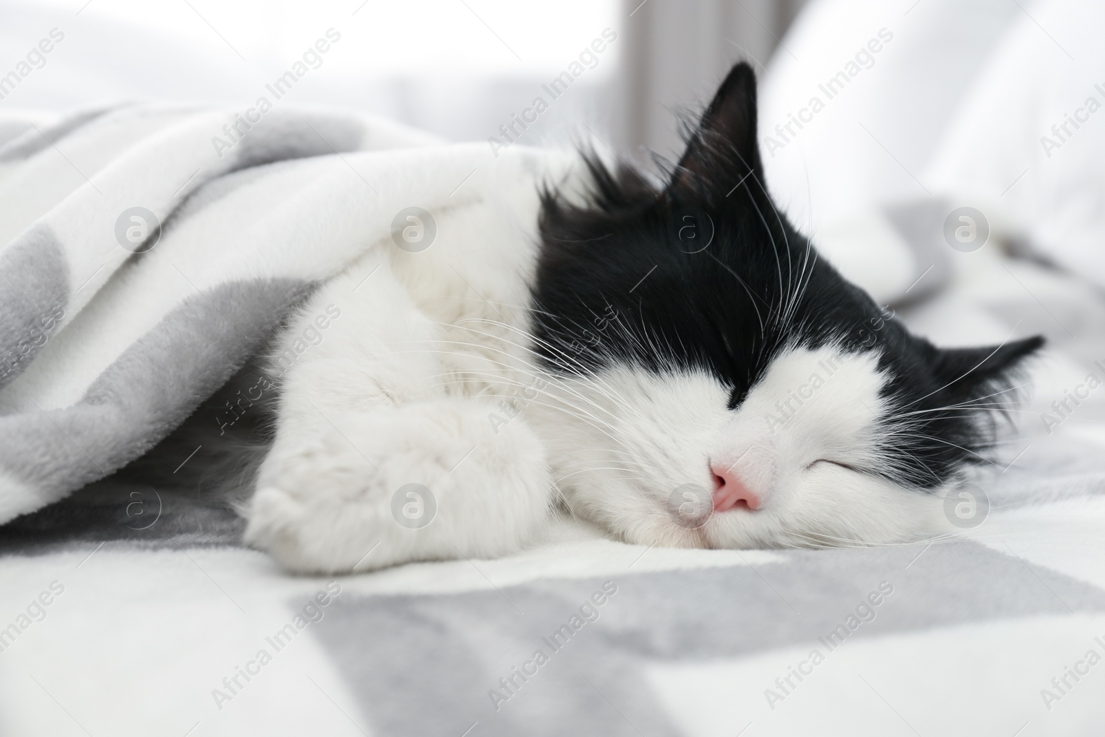 Photo of Cute cat relaxing on bed. Lovely pet