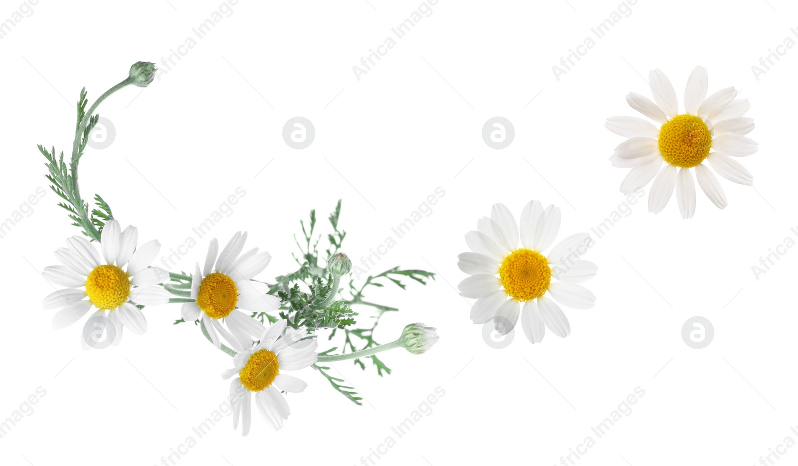 Image of Set of beautiful chamomile flowers on white background 