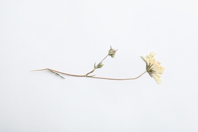 Photo of Wild dried meadow flower on white background, top view