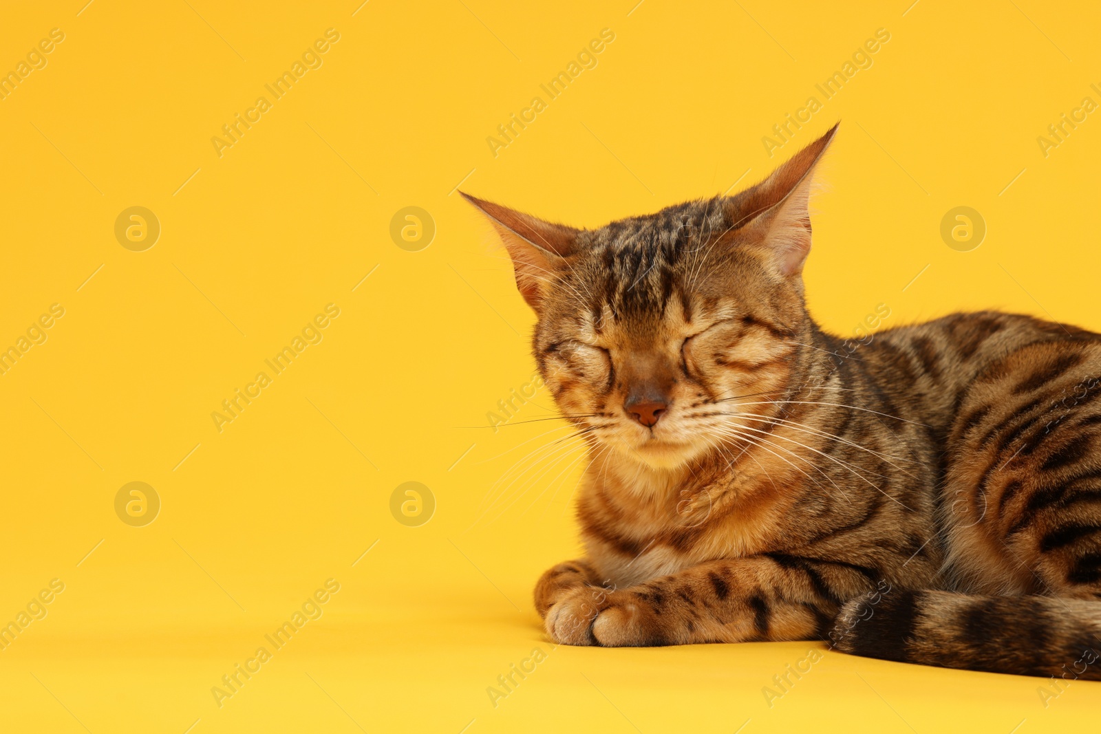 Photo of Cute Bengal cat on orange background, space for text. Adorable pet