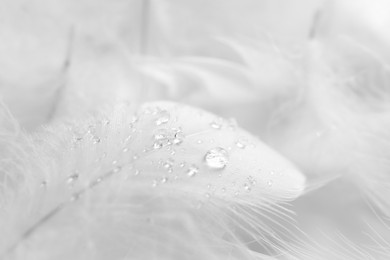 Photo of Beautiful fluffy bird feathers with water drops on white background, closeup