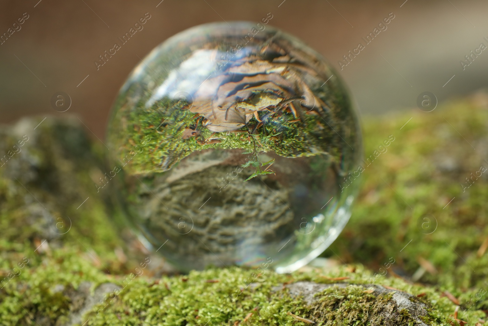 Photo of Beautiful plant, green grass and dry leaves, overturned reflection. Crystal ball on stone surface with moss in forest