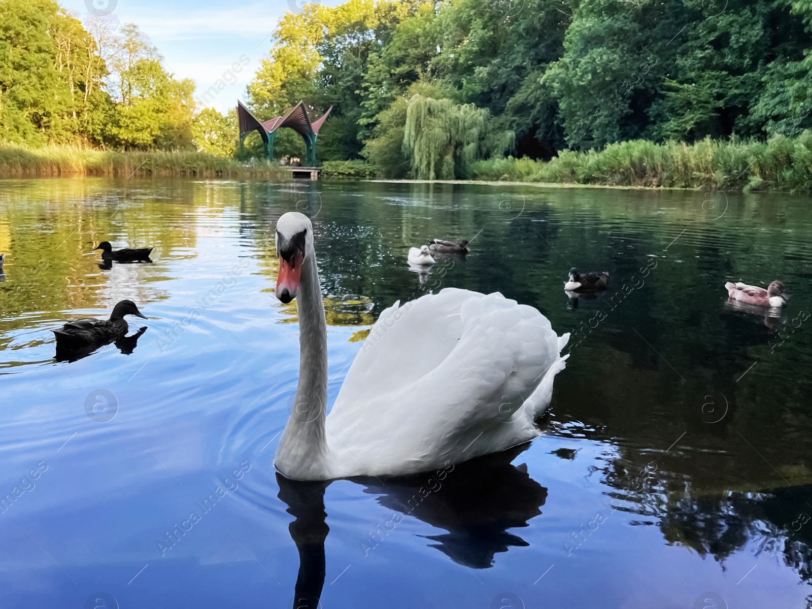 Photo of Beautiful white swan and many ducks swimming in lake outdoors