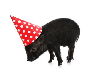 Adorable black mini pig with party cap on white background