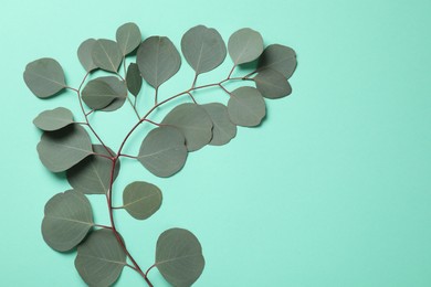 Photo of Eucalyptus branch with fresh green leaves on turquoise background, top view. Space for text