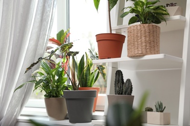 Photo of Different green potted plants near window at home