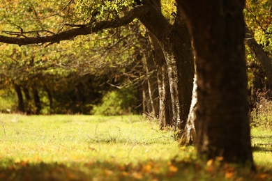 Photo of Beautiful view of autumn forest on sunny day