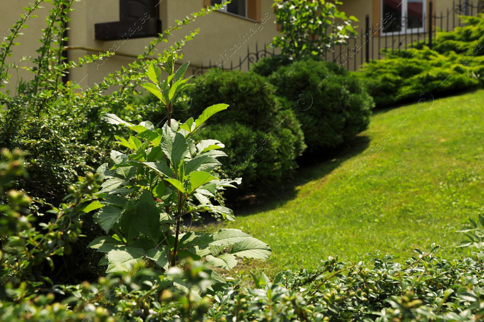 Photo of Different plants growing in backyard. Gardening and landscaping