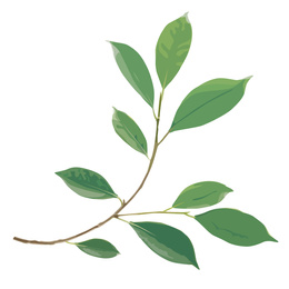 Illustration of Beautiful twig with green leaves illustration on white background. Stylish design