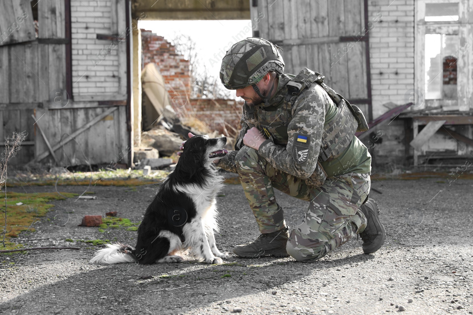 Photo of Ukrainian soldier with stray dog outdoors on sunny day