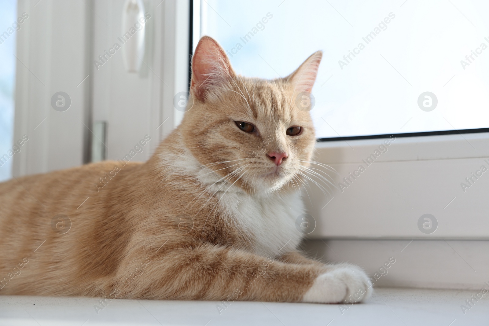 Photo of Cute ginger cat lying on windowsill at home