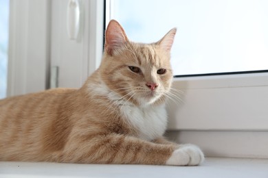 Cute ginger cat lying on windowsill at home