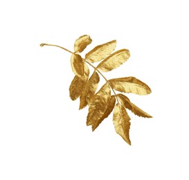 Twig of golden rowan leaves isolated on white. Autumn season