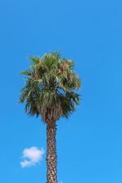 Tropical palm with beautiful green leaves outdoors