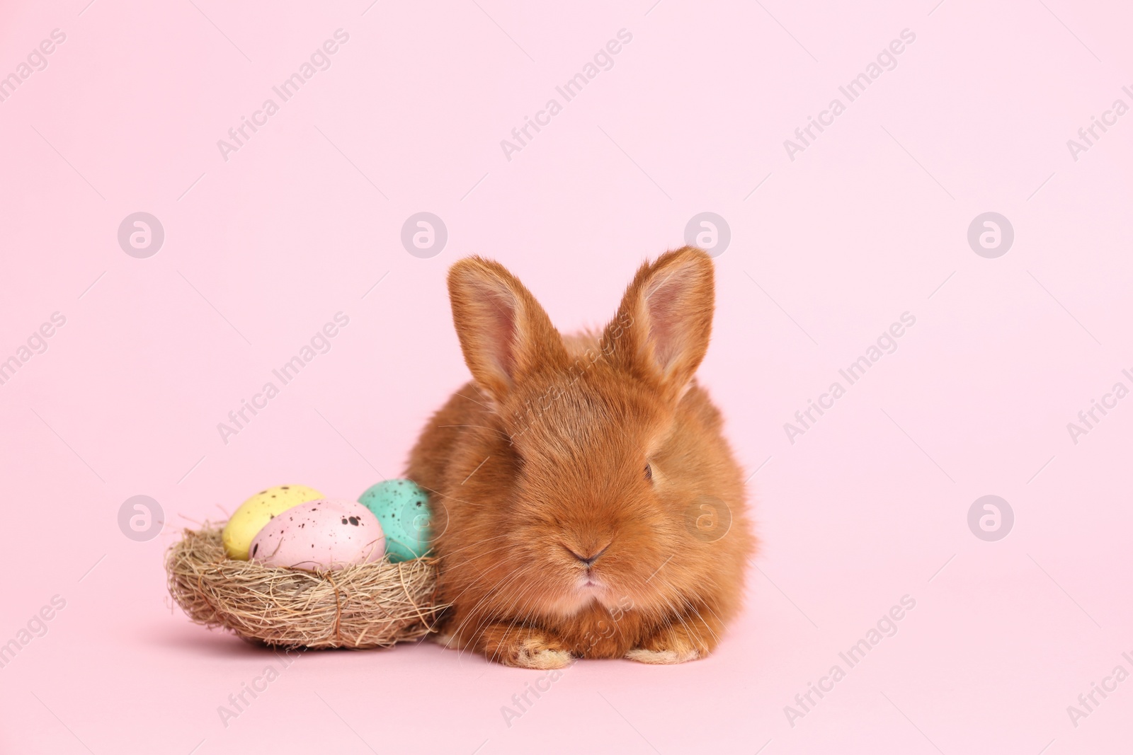 Photo of Adorable fluffy bunny and decorative nest with Easter eggs on pink background