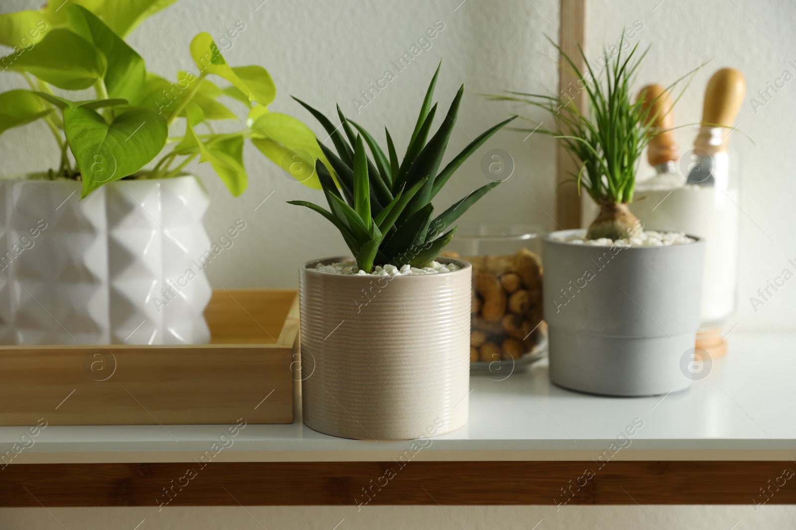 Photo of Many beautiful potted plants on table indoors. Floral house decor