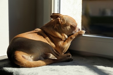 Photo of Alone small chihuahua dog on window sill indoors