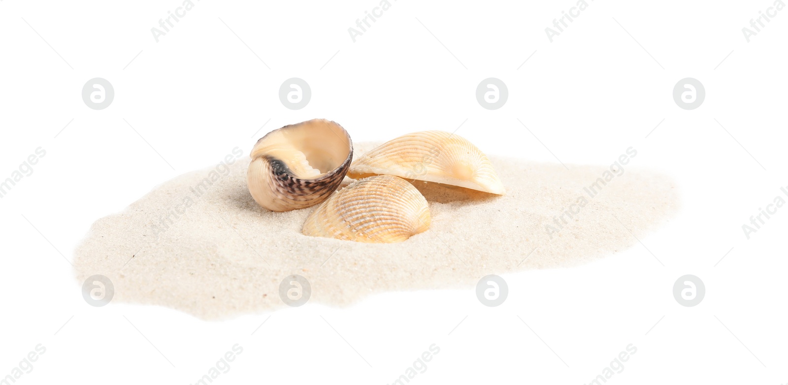 Photo of Pile of beach sand with sea shells on white background