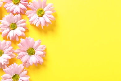 Beautiful chamomile flowers on color background, flat lay with space for text