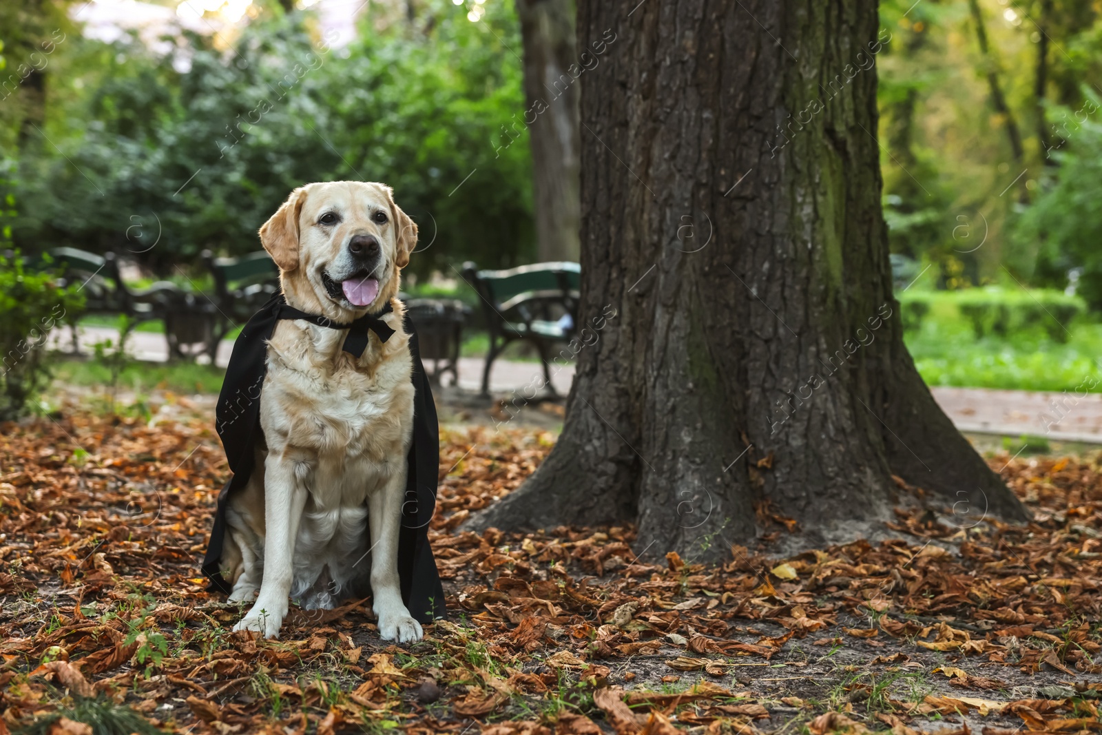Photo of Cute Labrador Retriever dog wearing black cloak in autumn park on Halloween. Space for text