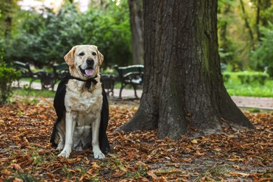 Cute Labrador Retriever dog wearing black cloak in autumn park on Halloween. Space for text
