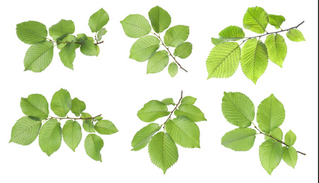 Image of Set with young fresh leaves on white background 