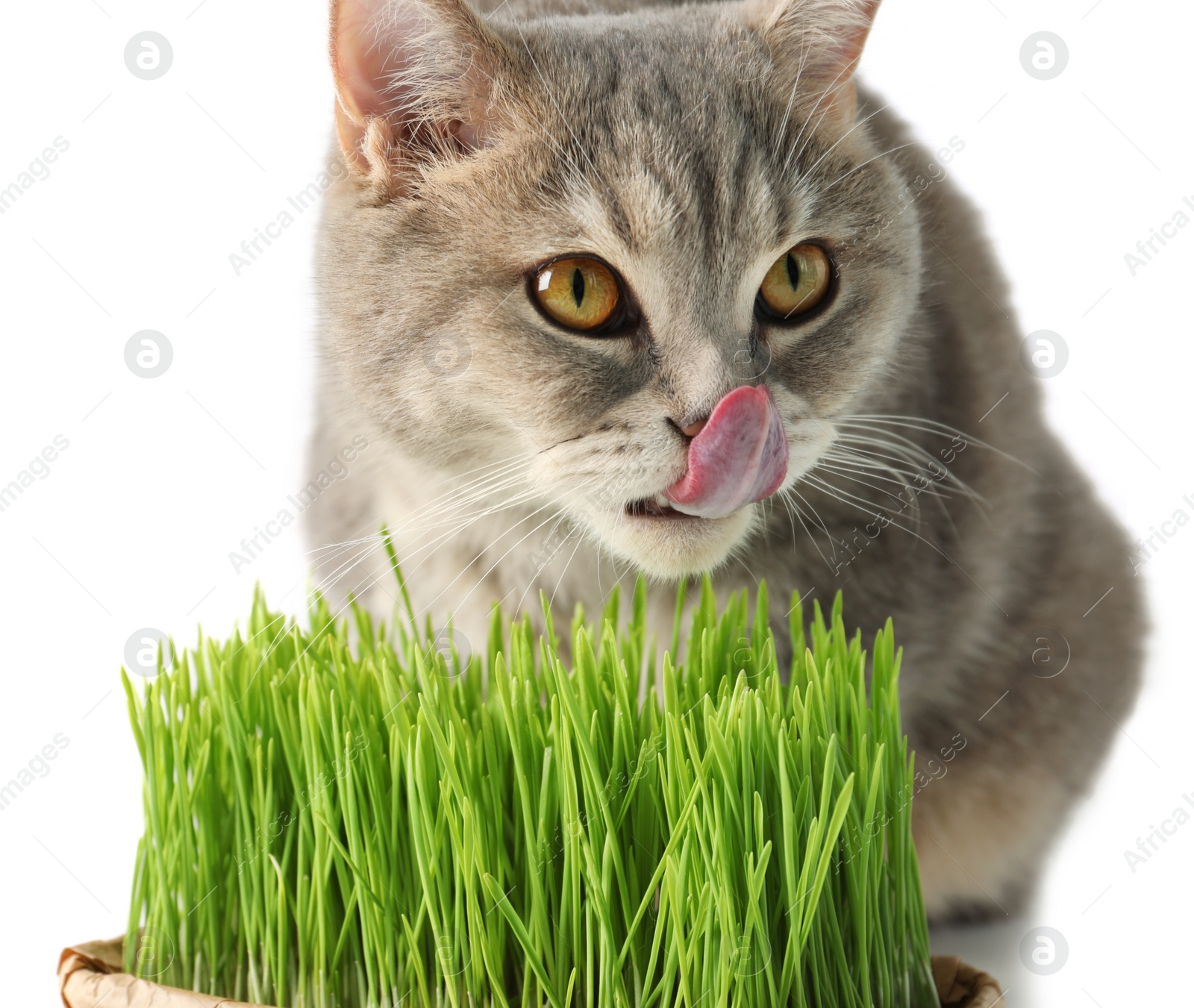 Photo of Cute cat and fresh green grass isolated on white