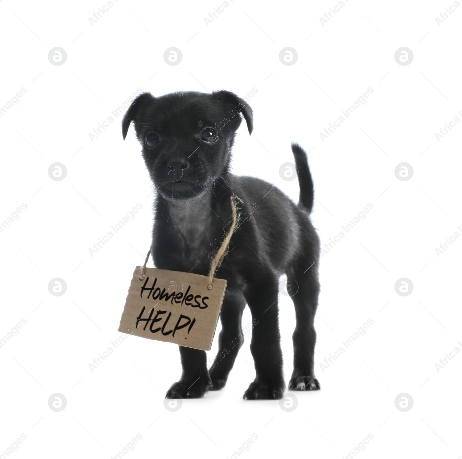 Photo of Cute little dog with blank cardboard sign on white background. Homeless pet