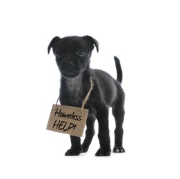 Photo of Cute little dog with blank cardboard sign on white background. Homeless pet