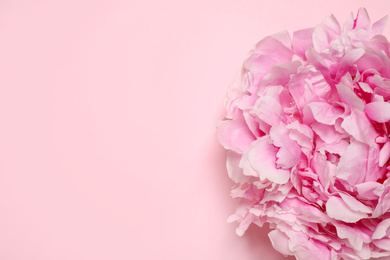 Beautiful fresh peony on pink background, top view. Space for text