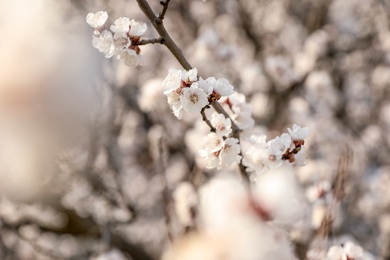 Photo of Beautiful apricot tree branch with tiny tender flowers outdoors, space for text. Awesome spring blossom