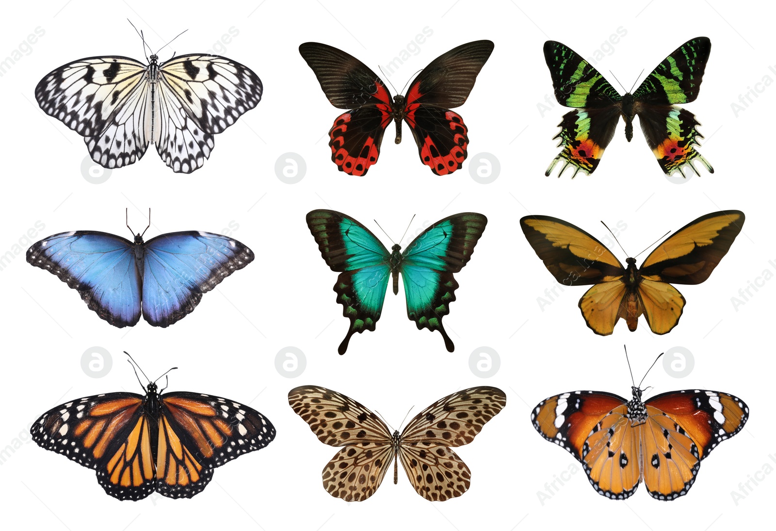 Image of Set of beautiful butterflies on white background