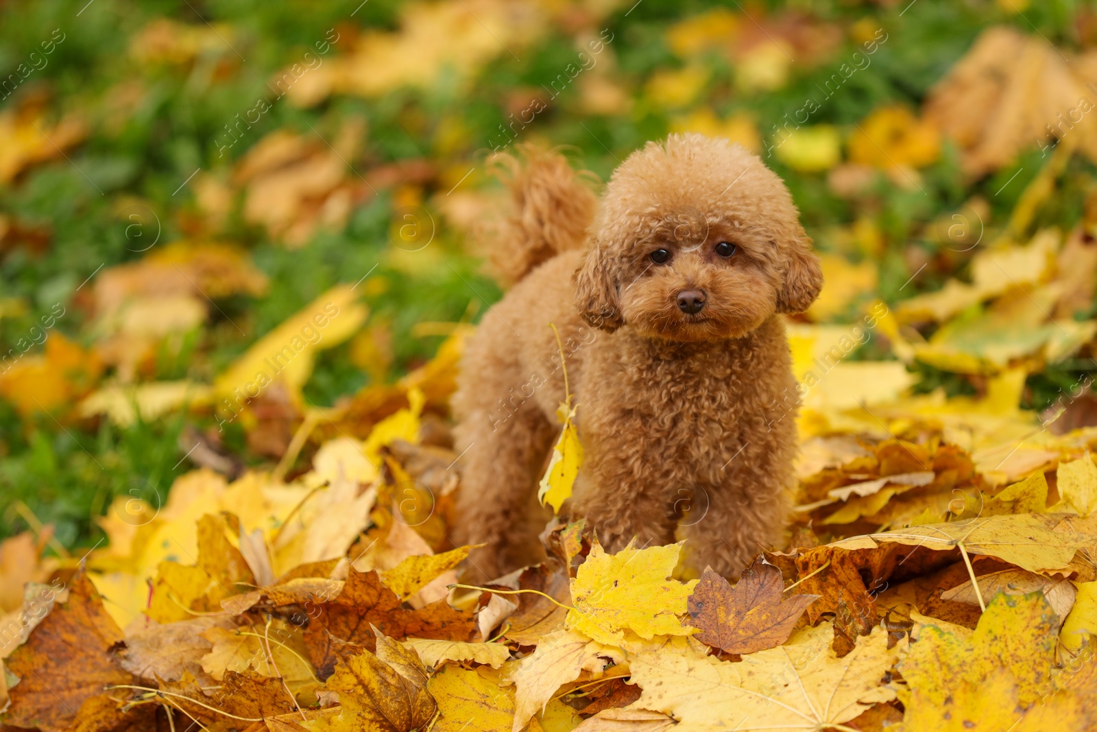 Photo of Cute Maltipoo dog in beautiful autumn park