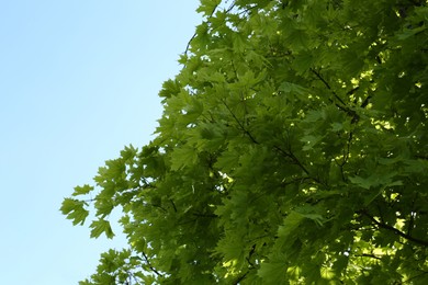 Beautiful maple tree with green leaves against blue sky, low angle view