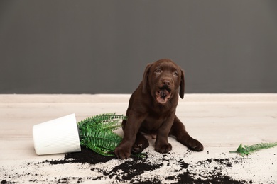 Photo of Chocolate Labrador Retriever puppy with overturned houseplant at home