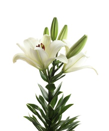 Photo of Beautiful blooming lily flowers on white background