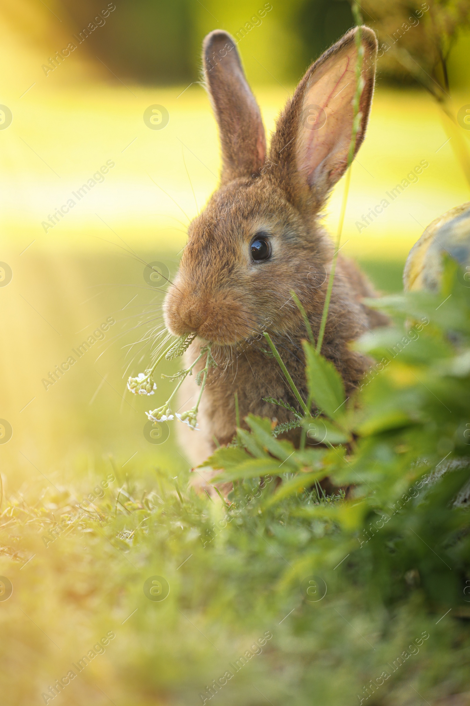 Photo of Cute fluffy rabbit eating flowers on green grass outdoors