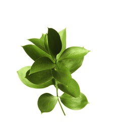 Branch with fresh green Ruscus leaves on white background