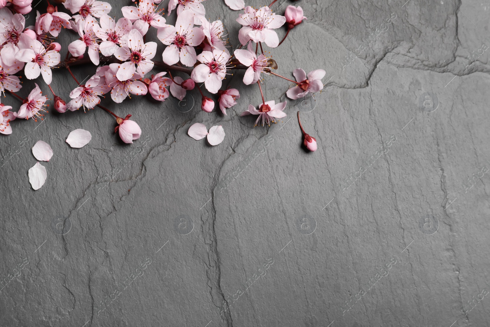 Photo of Blossoming spring tree branch on black slate table, flat lay. Space for text