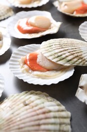 Fresh raw scallops with shells on grey table, closeup